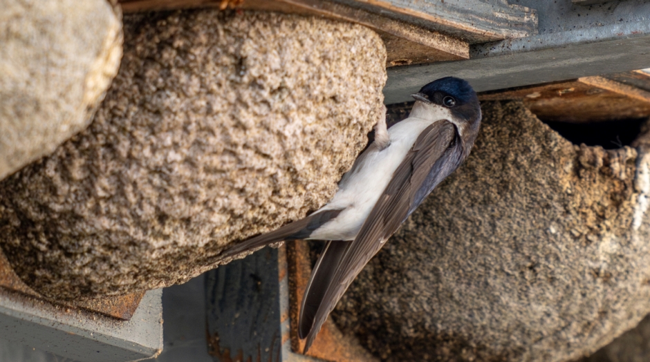 Mehlschwalbe am Nest (Bildquelle: Franz Bl&ouml;chlinger)